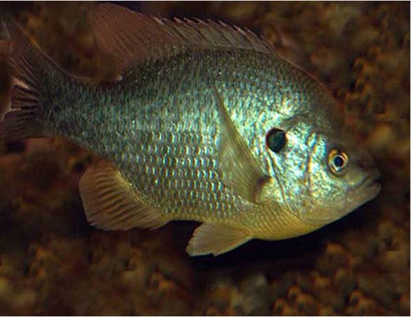 Redear Sunfish Shellcracker Gamefish