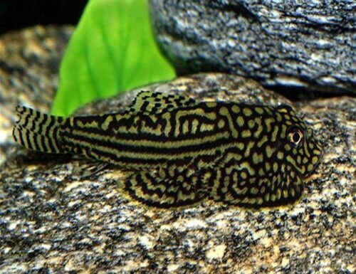 Reticulated Hillstream Loach