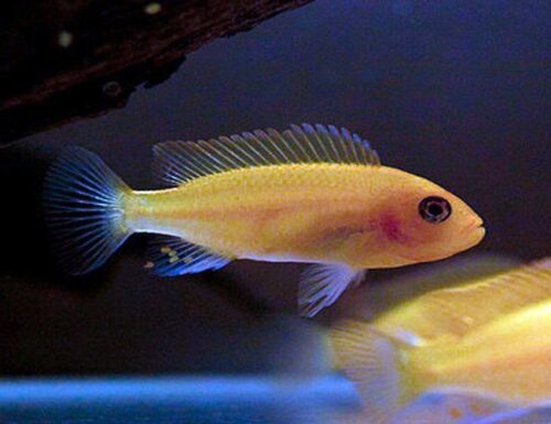 Rock Dwelling Mbuna Cichlid, freshwater aquarium fish