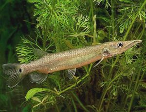 Rocket Gar Hujeta Aquarium Fish | Arizona Aquatic Gardens