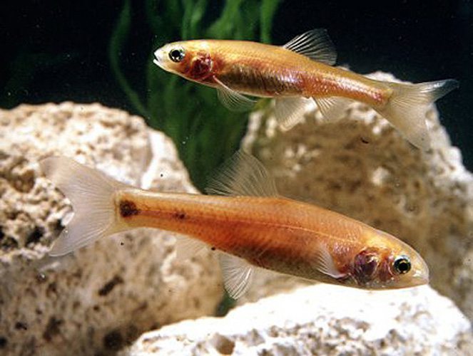 Live Rosie Red Minnows For Sale, Free Shipping