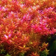 Caring for Rotala Magenta