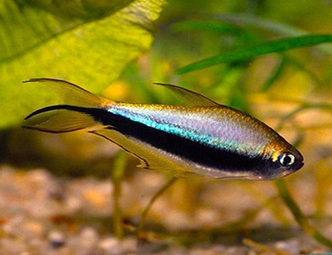 Tetra Tropical Royal Black Emperor Fish