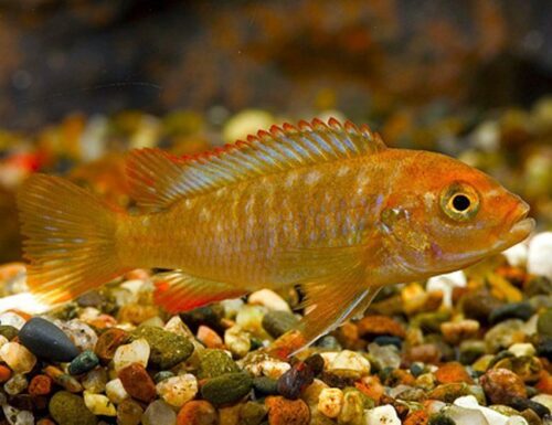 Rusty Cichlid, African Cichlids Aquarium Fish