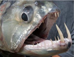 Saber Tusk Barracuda or Vampire Tetra for sale | Arizona Aquatic Gardens