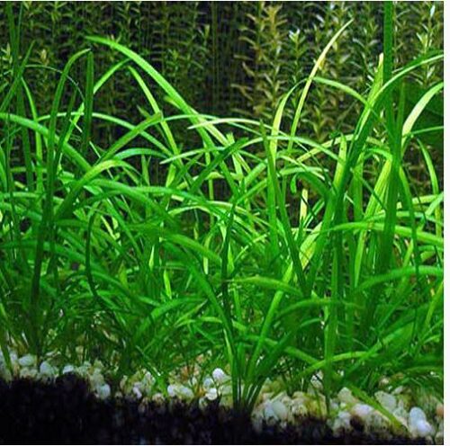 Sagittaria Subulata Tall Narrow-Leaf Aquarium Plant