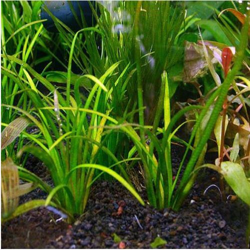 Sagittaria Subulata Tall Narrow-Leaf Aquarium Plant