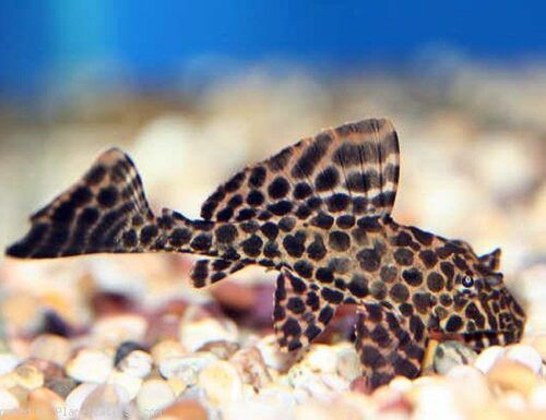 Sailfin Pleco Black Gibbiceps Algae Fish small