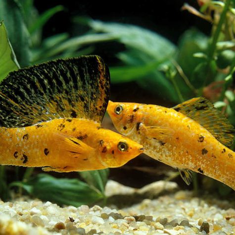 Molly - Assorted Sailfin Mollies Live-bearer