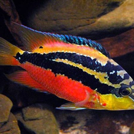 Salvini Cichlid Freshwater Aquarium Fish