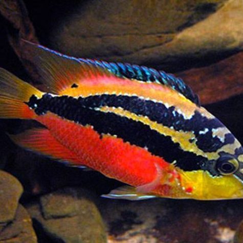 freshwater fish oscar albino cichlid salvini aquarium tiger