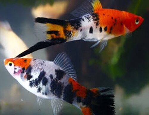 Sanke Koi Swordtail Fish