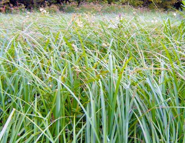Winter Hardy Pond Marginal Bog Plant - Sedge (Green) or Carex viridula ...