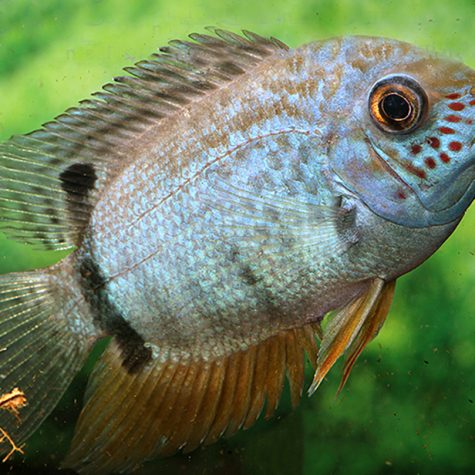 Severum - Blue Turquoise Severum Cichlid Fish