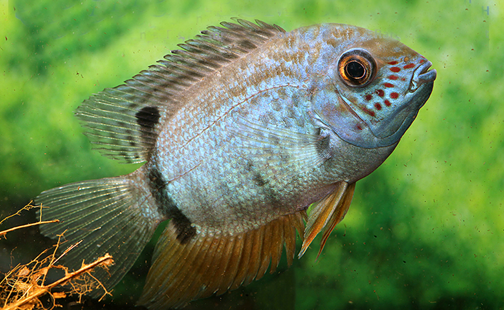 Severum - Blue Turquoise Severum Cichlid Fish