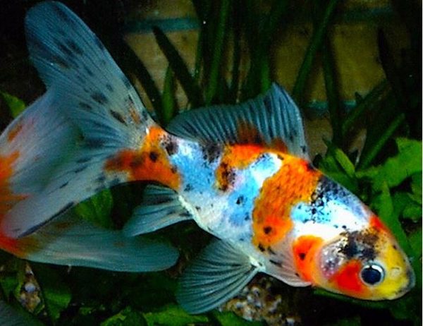 Shubunkin or Harlequin Goldfish