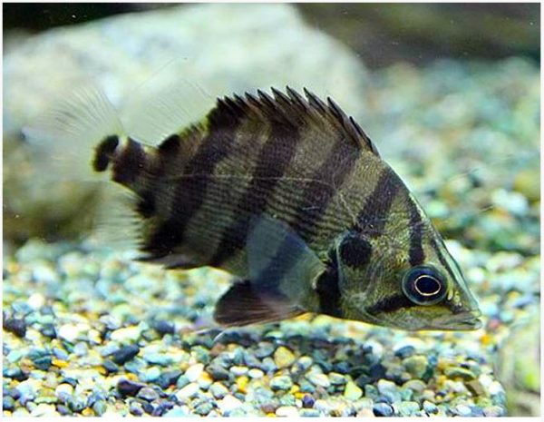 Silver American Datnioides Tigerfish 2