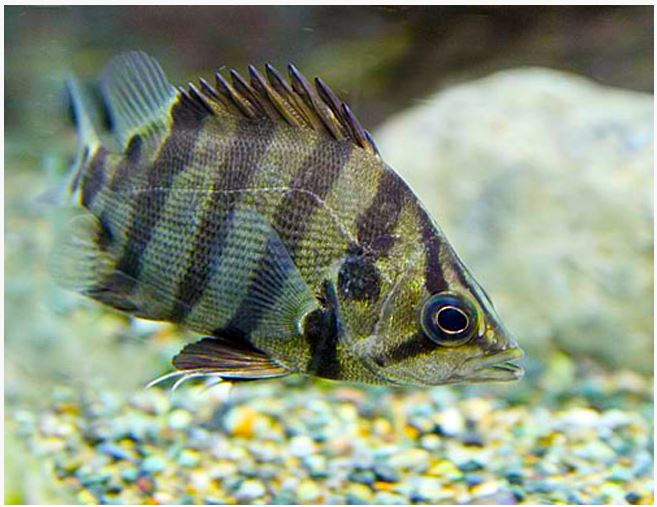 https://azgardens.com/wp-content/uploads/2017/06/Silver-American-Datnioides-Tigerfish.jpg