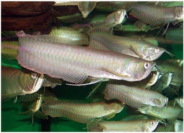 Silver Arowana Freshwater Aquarium Fish