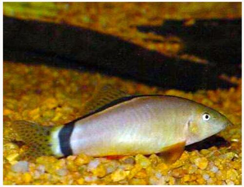 Skunk Botia Loach