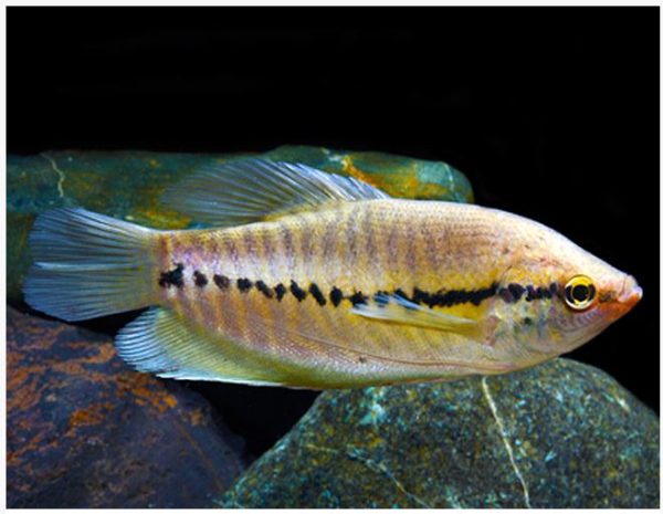 Snakeskin Gourami Fish