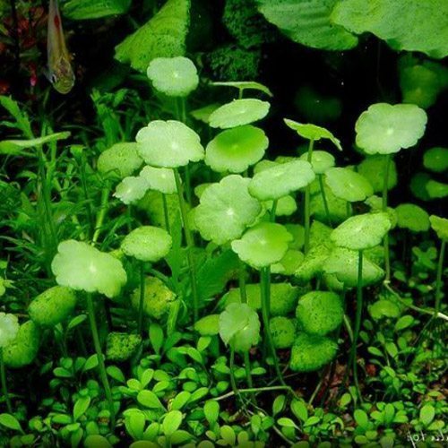 South American Pennywort Hydrocotyle Verticillata