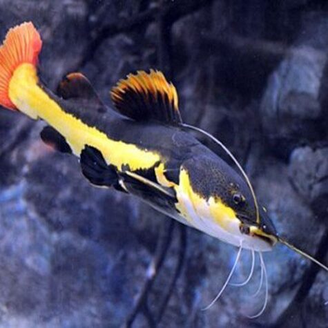 South American Red Tailed Catfish, Aquarium Fish