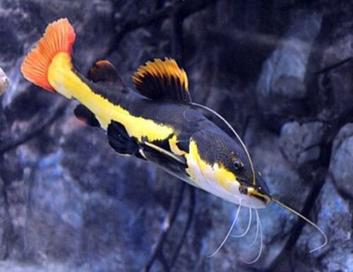 South American Red Tailed Catfish, Aquarium Fish