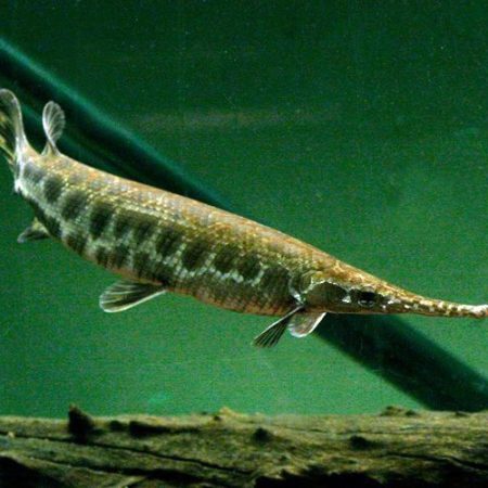 Spotted Marbled Gar
