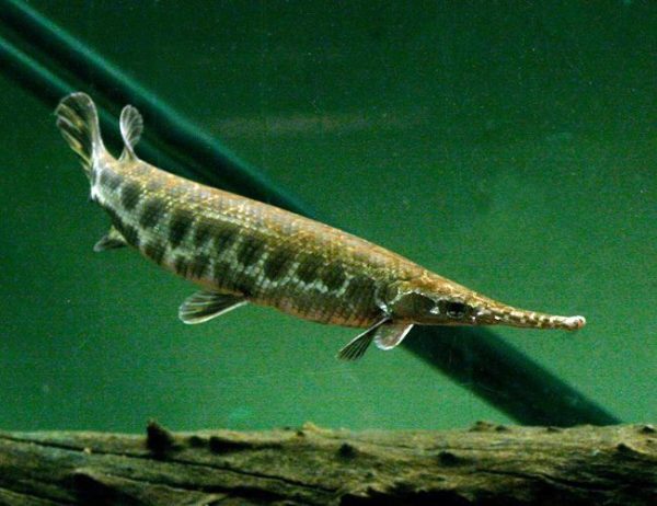 Spotted Marbled Gar