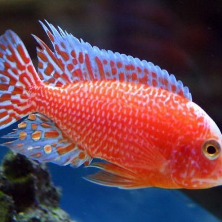 Strawberry Peacock Firefish Cichlid