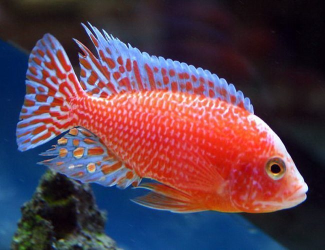 Strawberry Peacock Firefish Cichlid.