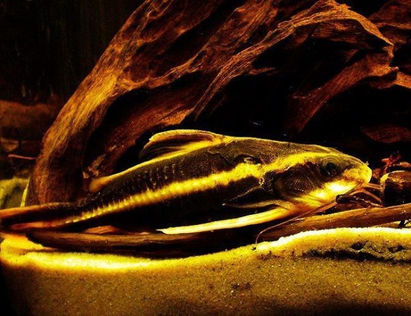 Striped Raphael Catfish