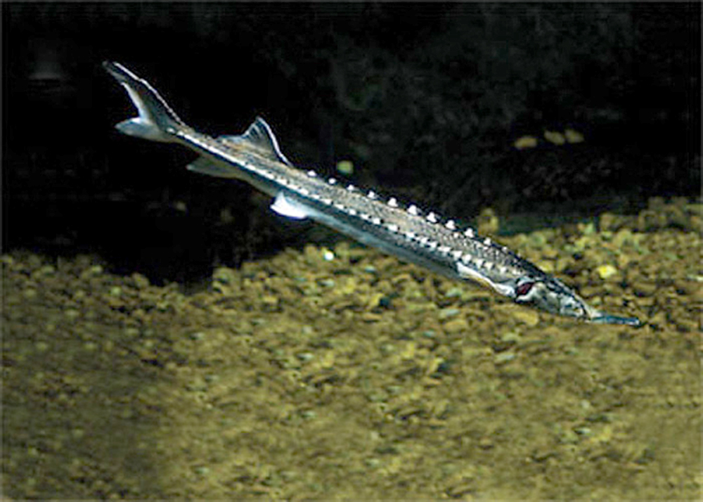 Sturgeon - White Sturgeon or Acipenser transmontanus - Image 4