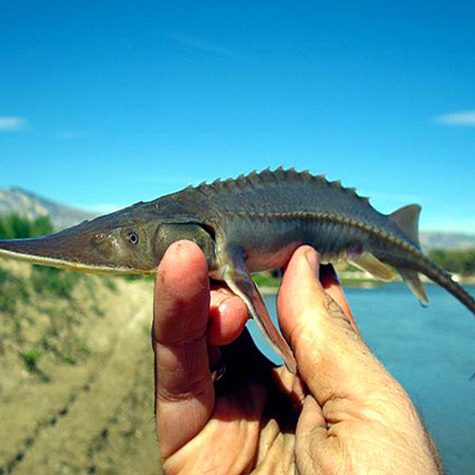 Sturgeon - White Sturgeon or Acipenser transmontanus