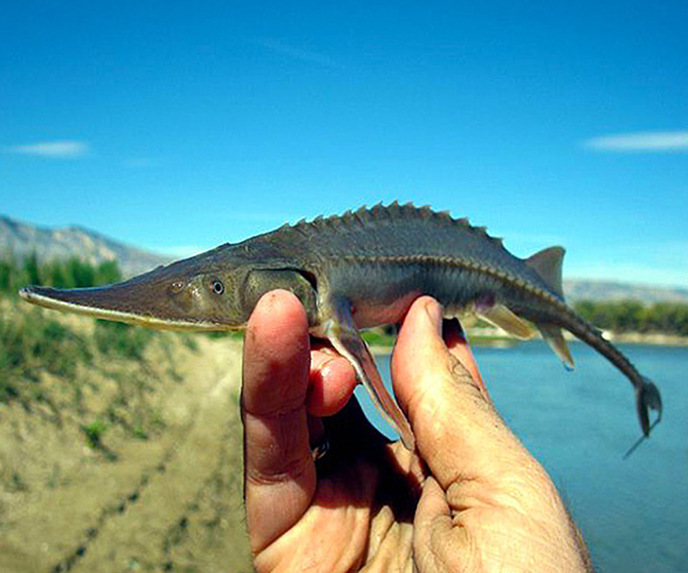 Sturgeon - White Sturgeon or Acipenser transmontanus