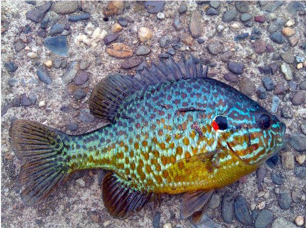 Sunfish Pumpkinseed Gamefish | Arizona Aquatic Gardens