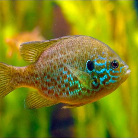 Sunfish Pumpkinseed Gamefish