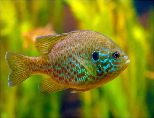 Sunfish Pumpkinseed Gamefish