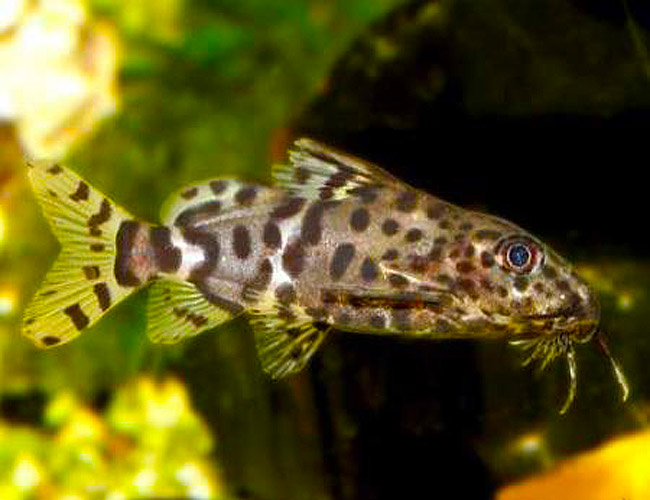 Catfish - Synodontis Eupterus Catfish