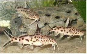 Synodontis Multipunctatus Catfish