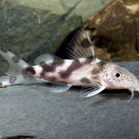 Synodontis decorus Catfish