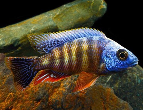 Taiwan Reef Cichlid