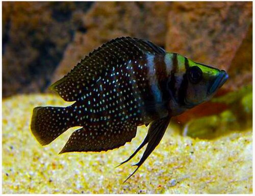 Tanganyikan Calvus Cichlid