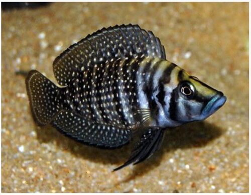 Tanganyikan Calvus Cichlid