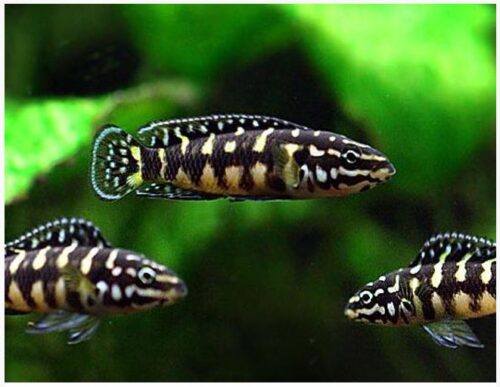 Tanganyikan Masked Julie Cichlid