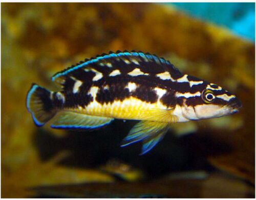 Tanganyikan Masked Julie Cichlid