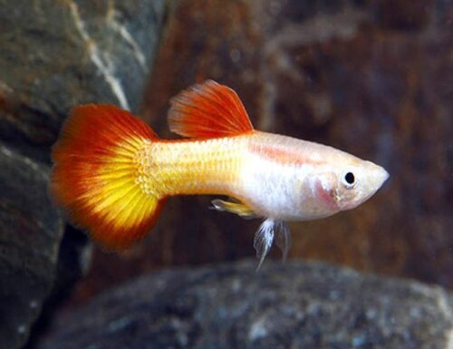 Tequila Sunrise Guppy Male