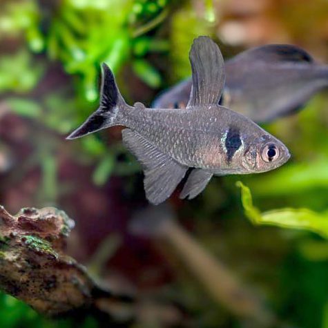 Tetra Fish - Black Phantom Tropical Tetra