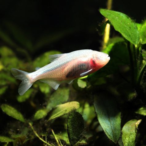 Tetra Fish - Mexican Blind Cave Tetra